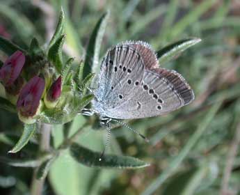 Cupido minimus Fuessly adulte - ©Philippe Mothiron