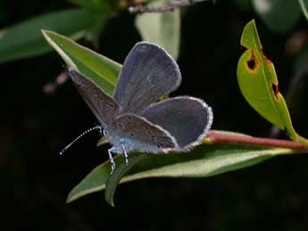 Cupido minimus Fuessly adulte - ©Philippe Mothiron