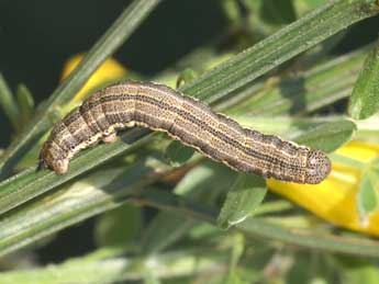  Chenille de Isturgia miniosaria Dup. - ©Lionel Taurand