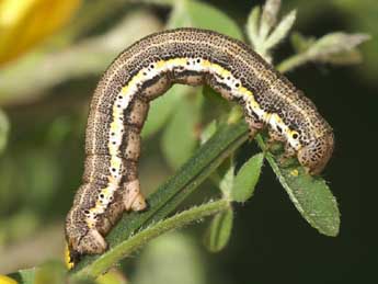  Chenille de Isturgia miniosaria Dup. - ©Lionel Taurand