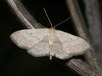 Scopula minorata Bsdv. adulte - ©Philippe Mothiron