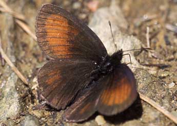 Erebia mnestra Hb. adulte - ©Tristan Lafranchis