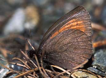 Erebia mnestra Hb. adulte - ©Tristan Lafranchis