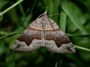 Scotopteryx moeniata Scop. adulte - ©Philippe Mothiron