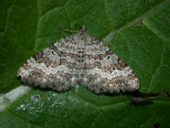 Epirrhoe molluginata Hb. adulte - Philippe Mothiron