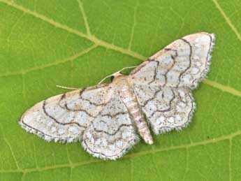 Idaea moniliata D. & S. adulte - ©Philippe Mothiron