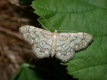 Idaea moniliata D. & S. adulte - Philippe Mothiron