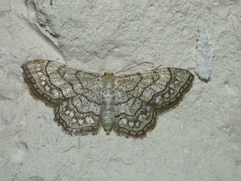 Idaea moniliata D. & S. adulte - Philippe Mothiron