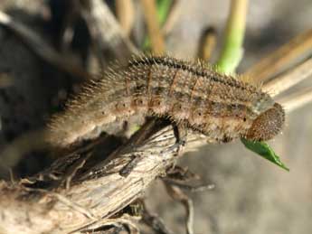  Chenille de Erebia montana Prun. - ©Tristan Lafranchis