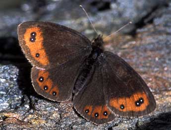 Erebia montana Prun. adulte - Tristan Lafranchis