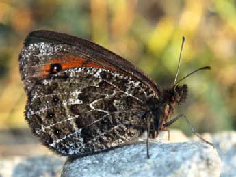 Erebia montana Prun. adulte - Daniel Morel