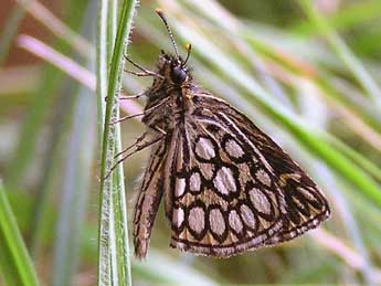 Heteropterus morpheus Pall. adulte - ©Catherine Wellings