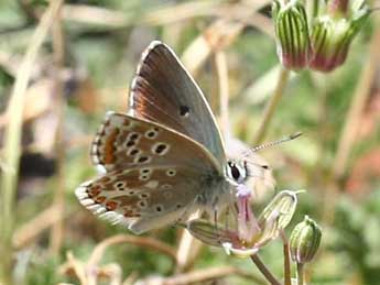 Aricia morronensis Ribbe adulte - Eric Sylvestre