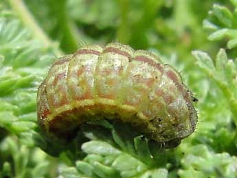  Chenille de Aricia morronensis Ribbe - ©Jean-Pierre Arnaud