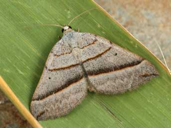 Scotopteryx mucronata Scop. adulte - ©Daniel Morel