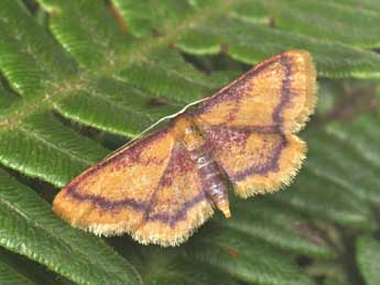 Idaea muricata Hfn. adulte - ©Philippe Mothiron