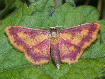 Idaea muricata Hfn. adulte - Philippe Mothiron