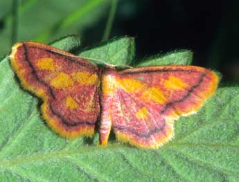 Idaea muricata Hfn. adulte - ©Franois Spill