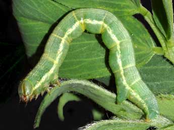  Chenille de Isturgia murinaria D. & S. - Marie Frayssinet