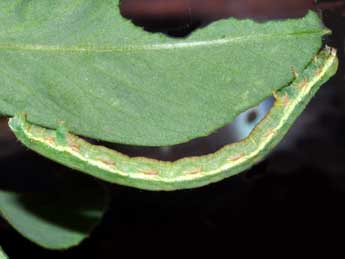  Chenille de Isturgia murinaria D. & S. - ©Marie Frayssinet