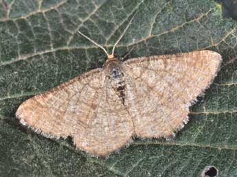 Isturgia murinaria D. & S. adulte - Philippe Mothiron