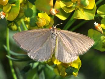 Minoa murinata Scop. adulte - ©Philippe Mothiron