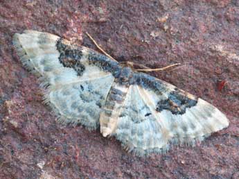 Idaea mustelata Gump. adulte - ©Daniel Morel