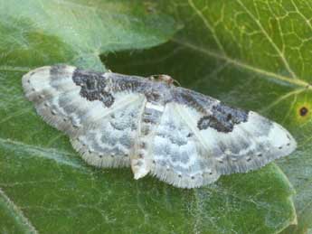 Idaea mustelata Gump. adulte - Daniel Morel