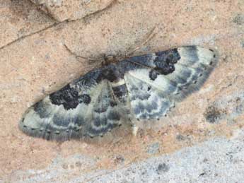 Idaea mustelata Gump. adulte - Daniel Morel