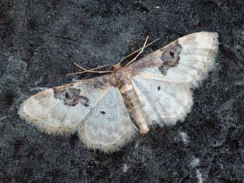 Idaea mustelata Gump. adulte - ©Daniel Morel