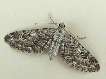 Eupithecia nanata Hb. adulte - ©Jean-Paul Quinette