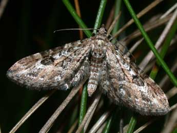 Eupithecia nanata Hb. adulte - Philippe Mothiron