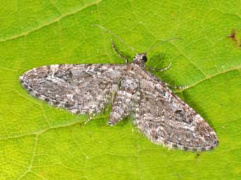 Eupithecia nanata Hb. adulte - Philippe Mothiron