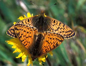 Boloria napaea Hoffmsg adulte - Tristan Lafranchis