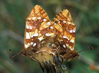 Boloria napaea Hoffmsg adulte - ©Tristan Lafranchis