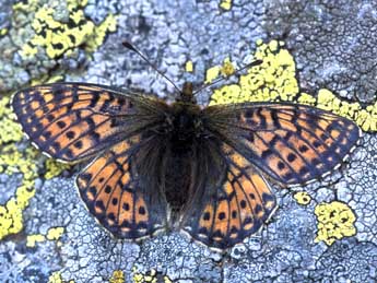 Boloria napaea Hoffmsg adulte - ©Tristan Lafranchis