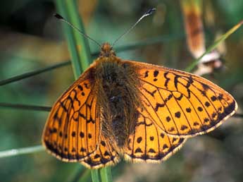 Boloria napaea Hoffmsg adulte - Tristan Lafranchis