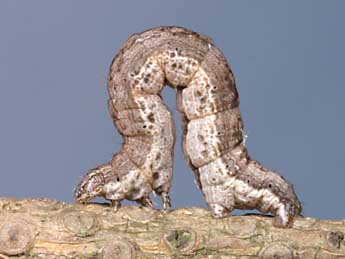  Chenille de Perigune narbonea L. - ©Lionel Taurand