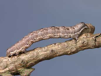  Chenille de Perigune narbonea L. - ©Lionel Taurand