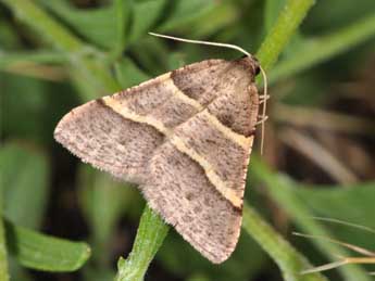 Perigune narbonea L. adulte - Philippe Mothiron