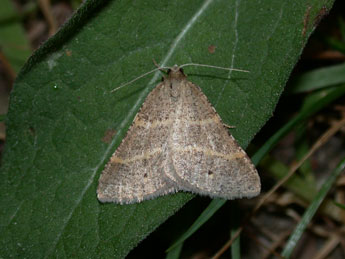 Perigune narbonea L. adulte - Philippe Mothiron