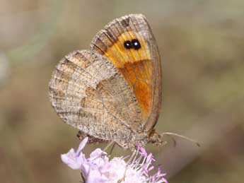 Erebia neoridas Bsdv. adulte - ©Franois Fournier