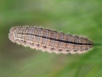  Chenille de Erebia neoridas Bsdv. - ©Tristan Lafranchis