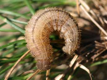  Chenille de Erebia neoridas Bsdv. - Tristan Lafranchis