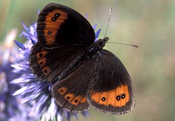 Erebia neoridas Bsdv. adulte - Tristan Lafranchis