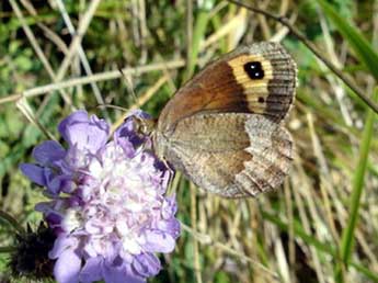 Erebia neoridas Bsdv. adulte - Jean-Pierre Arnaud