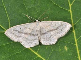 Scopula nigropunctata Hfn. adulte - ©Philippe Mothiron