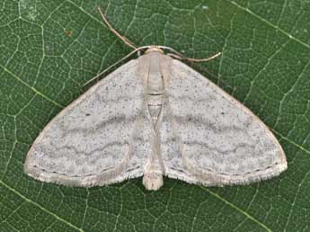 Scopula nigropunctata Hfn. adulte - Philippe Mothiron