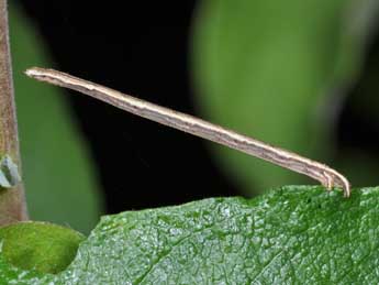  Chenille de Scopula nigropunctata Hfn. - ©Philippe Mothiron