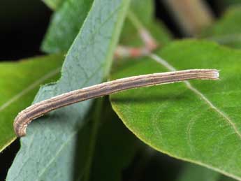  Chenille de Scopula nigropunctata Hfn. - Philippe Mothiron